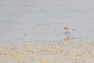 Small bird in a the mangrove of Umm Al Quwain, UAE