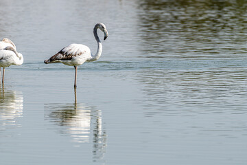 Isolated Flamingo, Middle East, Arabian Peninsula