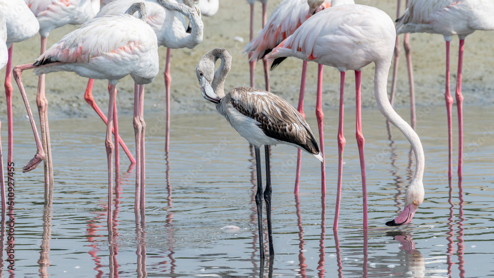 Wall mural Juvenile Greater Flamingos in the wetlands, Middle East, Arabian Peninsula