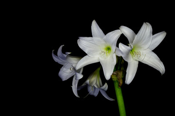 snowdrop flower isolated on black