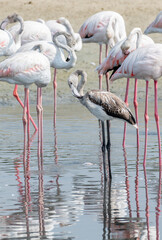 Juvenile Greater Flamingos in the wetlands, Middle East, Arabian Peninsula