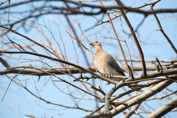 Bird on a tree without leaves, Middle East, Arabian Peninsula