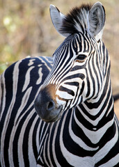 Fototapeta na wymiar In the heart of the South African bush, a Zebra stands tall, its striking vertical stripes a testament to the beauty of African wildlife in its native environment. Wildlife in Africa