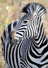 Fototapeta na wymiar Vertical Zebra close-up, gazing sideways in the South African bush. African wildlife in its natural habitat, wildlife observation