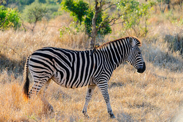 Fototapeta na wymiar African Zebra in its native South African habitat. African wildlife observation during a safari
