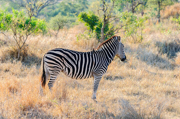 Fototapeta na wymiar African Zebra in its native South African habitat. Capturing the essence of African wildlife