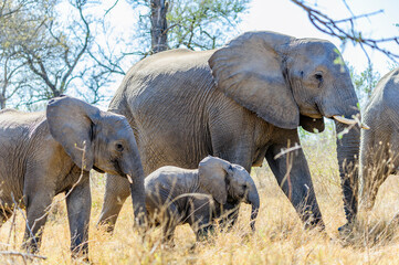 Wild young elephants alongside adults roam the South African bush. Wildlife in their natural...
