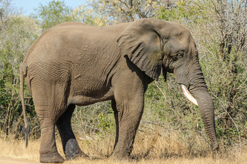 Fototapeta premium Wild elephant with a single tusk crossing a track in South Africa. Wildlife observation in its natural habitat in Africa.