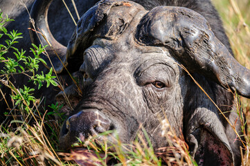 Close-up portrait of an African buffalo or Cape buffalo head amidst the bushes, showcasing the rich wildlife of South Africa.