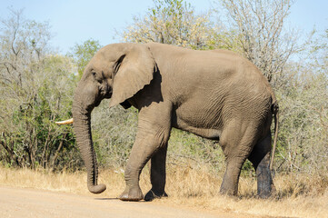 Fototapeta na wymiar Elephant in South Africa