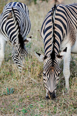 Two Burchell's zebra (Equus quagga burchellii) grazing in the bush, South Africa. Wildlife of Africa in their natural habitat