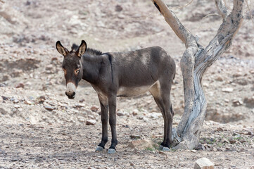 Wild donkey under a tree in the mountains, Middle East