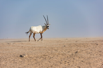 An Arabian oryx in the Desert, Middle East, Arabian Peninsula, wildlife observation