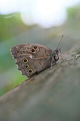 butterfly on a leaf