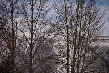trees and sky
