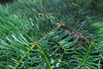 close up of soft needles on fir branches