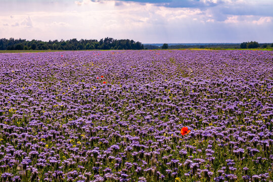 facelia kwitnąca na polu