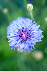 Centaurea cyanus flowers. Blue flowers. Blue centaurea cyanus in full bloom, cornflower or bachelor's button.
