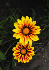Close-up: yellow-red Gazania flower, beautiful bright yellow flower close-up