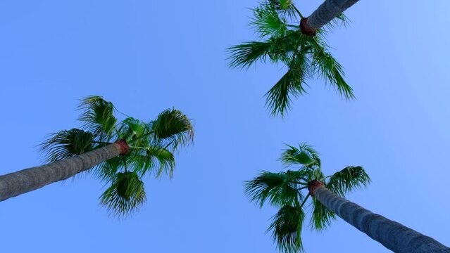 Overhead Palm Trees Swaying In The Breeze On Beautiful Summer Evening