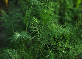 dill in the garden