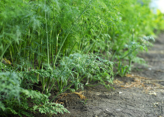 low shot of young dill in the garden, homemade vegetables and herbs, green dill in the garden
