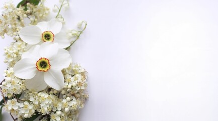 Fototapeta na wymiar White daffodils and white lilac flowers on a white background. Spring flower arrangement. Bouquet in cold colors. Background for a greeting card.