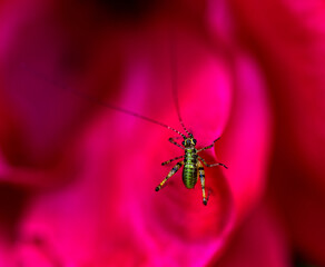 Small Green Grasshopper on a Flower Petal 