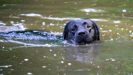 labrador retriever swimming