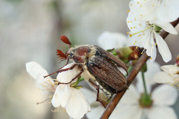 Male Cockchafer, ( Melolonta ) , also known as the may beetle. A beetle sits on a flower apple...