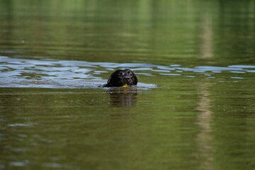 black labrador retriever jumping in the water and retrieving a ball. Dog playing