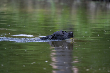 Fototapeta na wymiar black labrador retriever jumping in the water and retrieving a ball. Dog playing