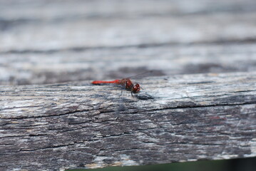red dragonfly on a branch