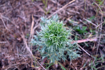 Eryngium campestre, known as field eryngo, or Watling Street thistle, is a species of Eryngium, which is used medicinally.
