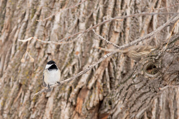 bird in the nest
