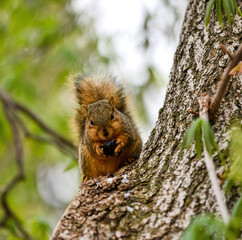squirrel in the tree