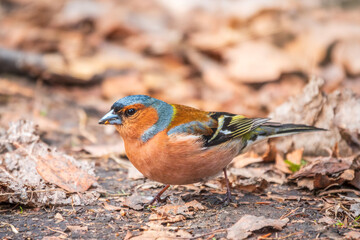 Common chaffinch, Fringilla coelebs, sits on the ground in spring. Common chaffinch in wildlife.