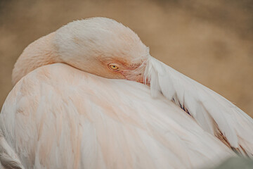 Fototapeta premium Close up photo of an American Flamingo. The American flamingo (Phoenicopterus ruber) or Caribbean flamingo is a large water bird known for standing on one leg.