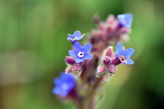 Cynoglossum amabile - Chinese means: forget-me-not, ornamental plant with blue flowers. Wild blue flowers
