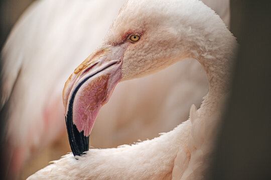 Close up photo of an American Flamingo. The American flamingo (Phoenicopterus ruber) or Caribbean flamingo is a large water bird known for standing on one leg.