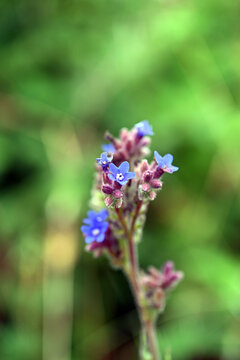Cynoglossum amabile - Chinese means: forget-me-not, ornamental plant with blue flowers. Wild blue flowers
