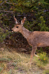 Mule Deer Doe in the Morning