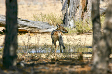 Black-backed Jackal in the Kgalagadi