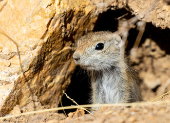 Baby Prairie Dog