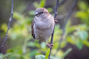 Sparrow sitting on a green branch in spring. Sparrow with playful poise on branch in spring or summer