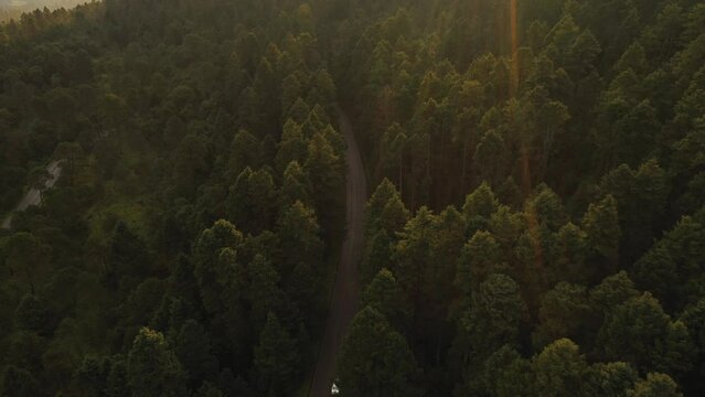 Bosque Ajusco Ciudad de Mexico