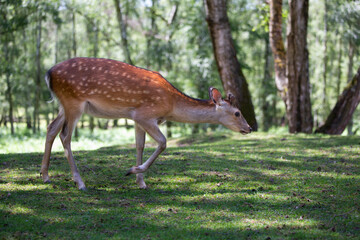 Sikahirsch (Edelwild) frisst im Wald