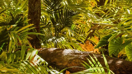 Dry branches with cracked dark bark in tropical jungle with sun light make it look like a Podium.