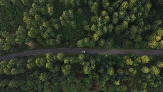 Bosque Ajusco Ciudad de Mexico