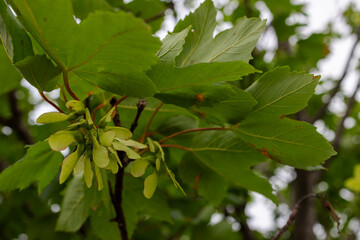 Maple green leaves with seeds in the form of earrings on a tree. Close-up. Brown branches are visible. Nature. The beauty of nature. Naturalness. Freshness. Coolness.